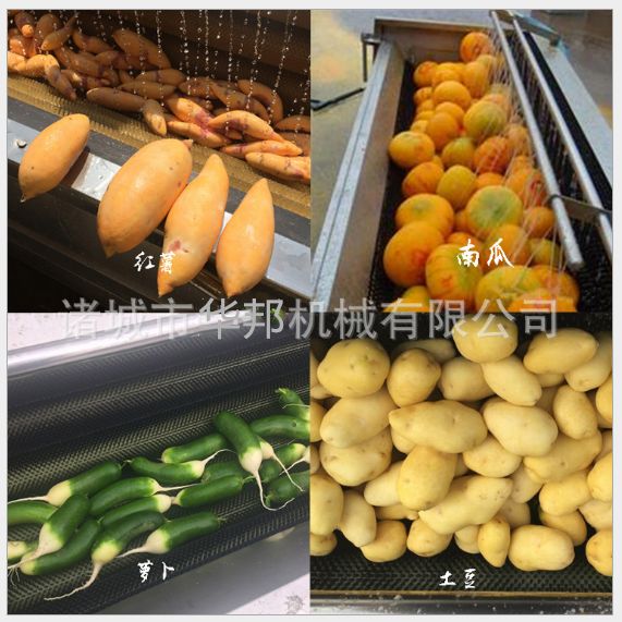 紅薯清洗設備 根莖類果蔬清洗機  毛輥（gǔn）中藥材清洗機