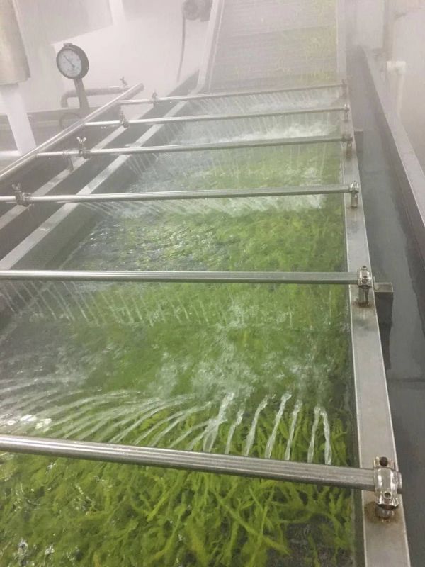蒸汽蔬菜漂燙殺青機（jī） 連續（xù）式玉米蒸煮機